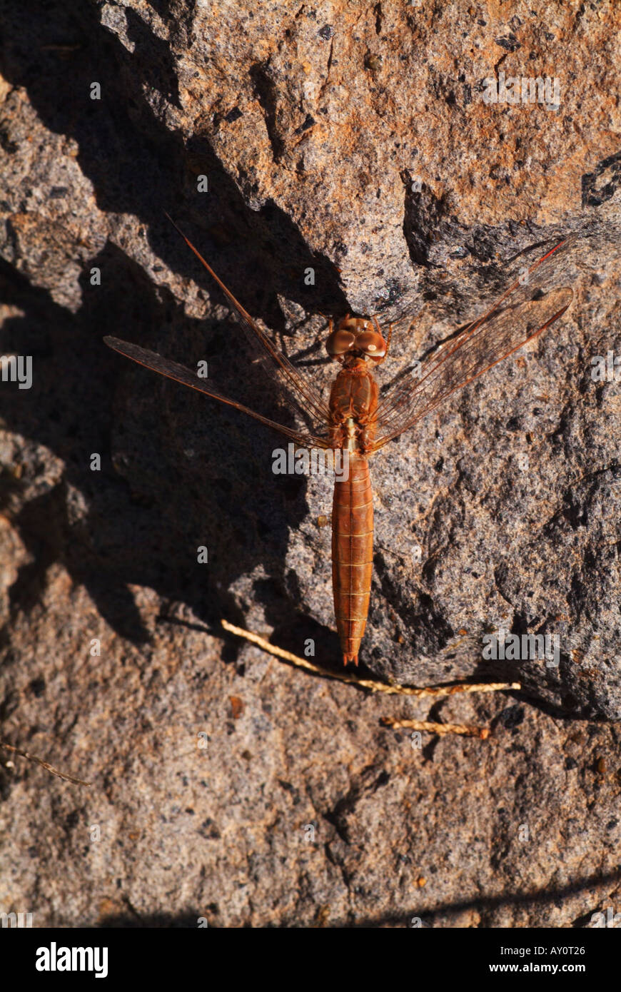 Scarlet Darter (Crocothemis erythraea) appoggiato sulla roccia. Foto Stock
