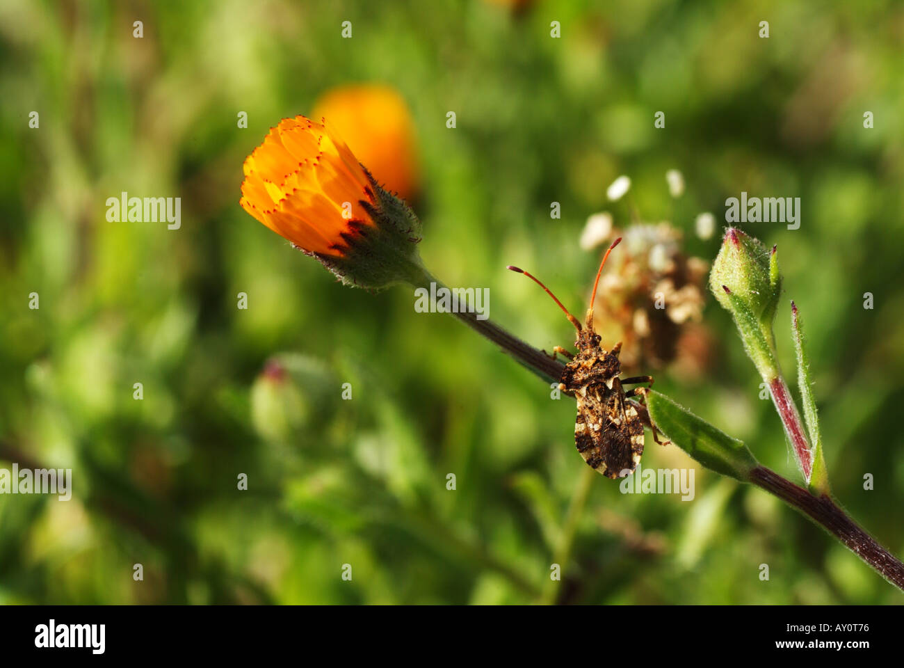 Impianto bug su fiori selvaggi. Foto Stock