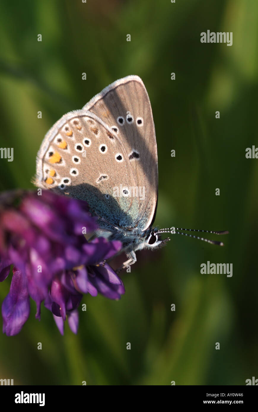 Amanda è blu (Polyommatus amandus) appoggiato su di fiori selvaggi. Foto Stock