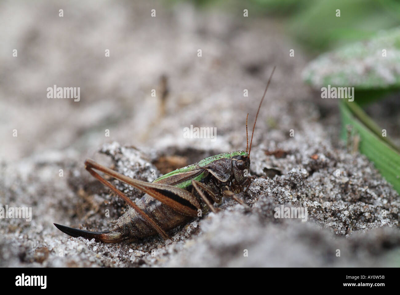 Bog Bush-cricket (Metrioptera brachyptera) femmina. Foto Stock