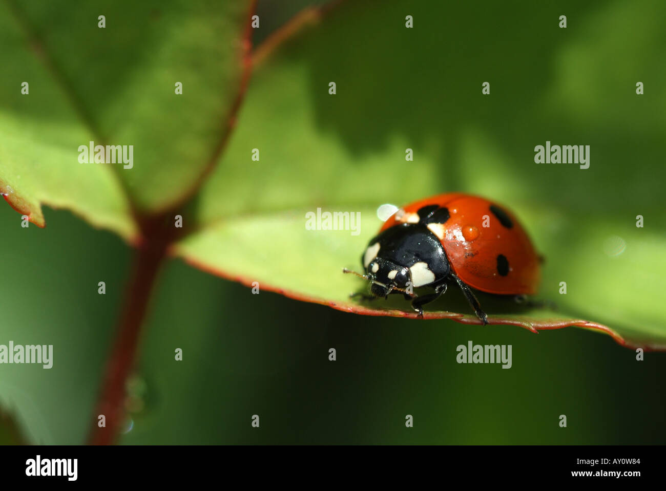 Sette-spotted Lady Beetle (Coccinella septempunctata). Foto Stock