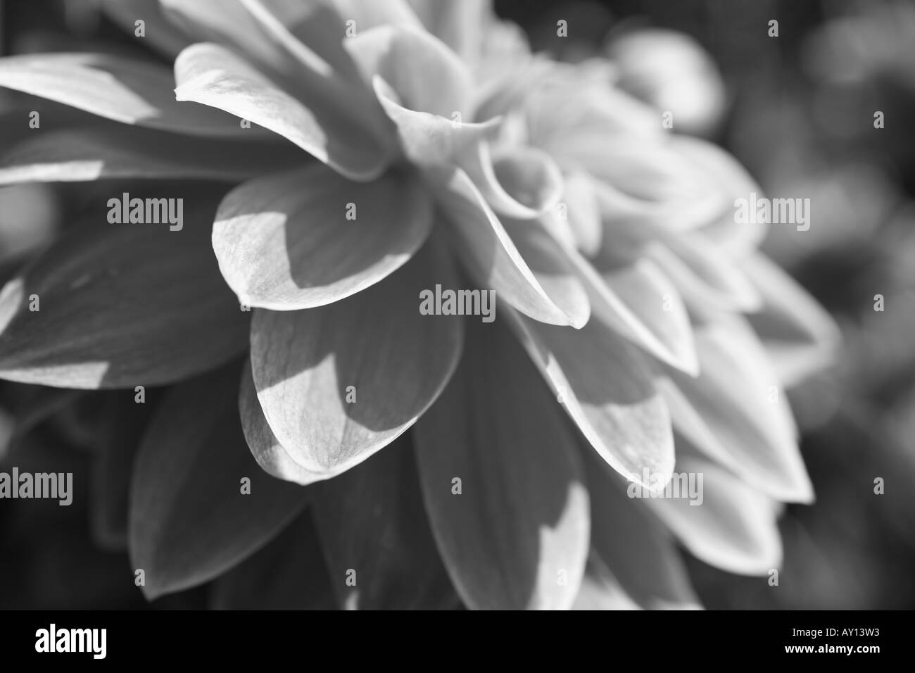 Fiore Dahlia in bianco e nero Foto Stock