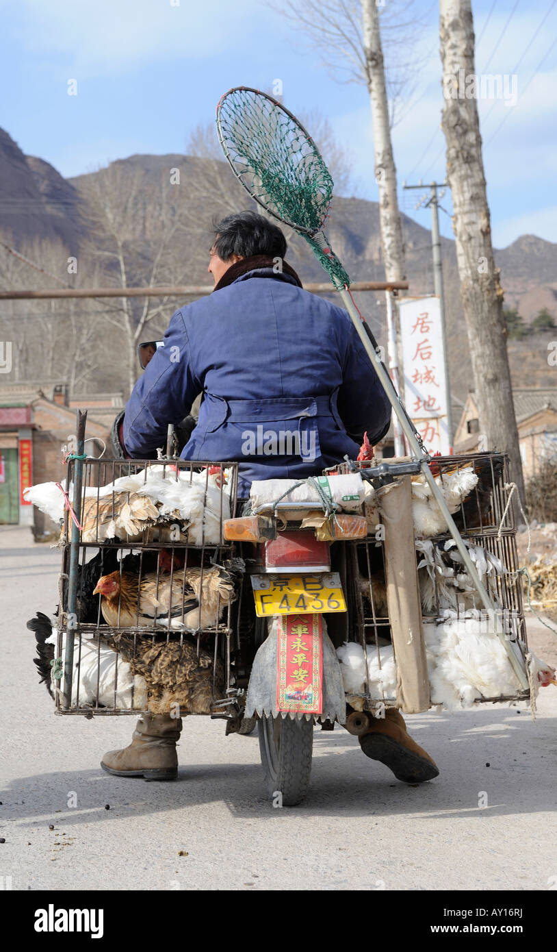 Il commercio in strada con i polli vivi in un villaggio in Chicheng, Hebei, Cina. 27-Mar-2008 Foto Stock