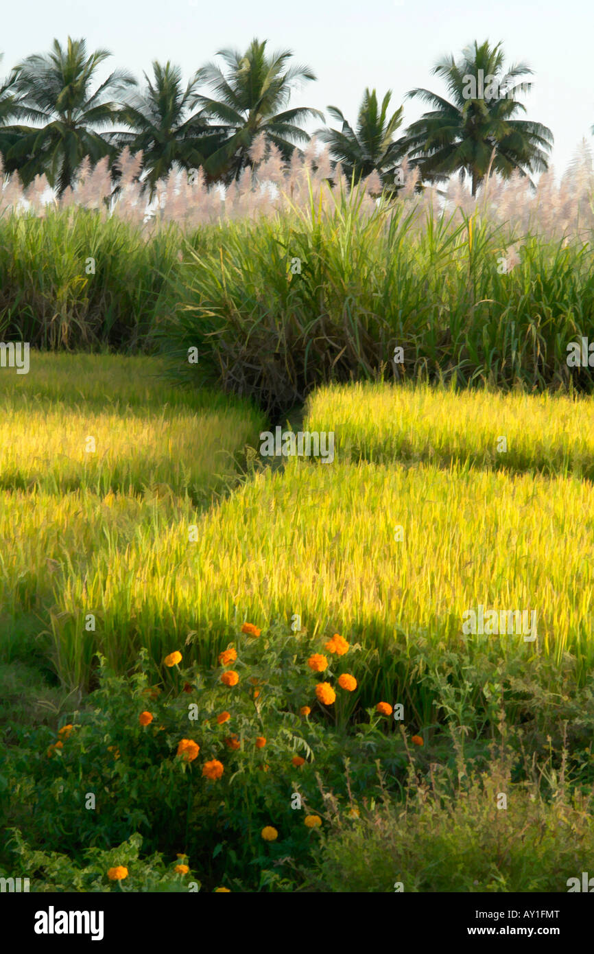 Indiana rurale scena agricola con colture e fiori photoshop buzz simplifier filtro utilizzato per dare effetto pittorica Foto Stock