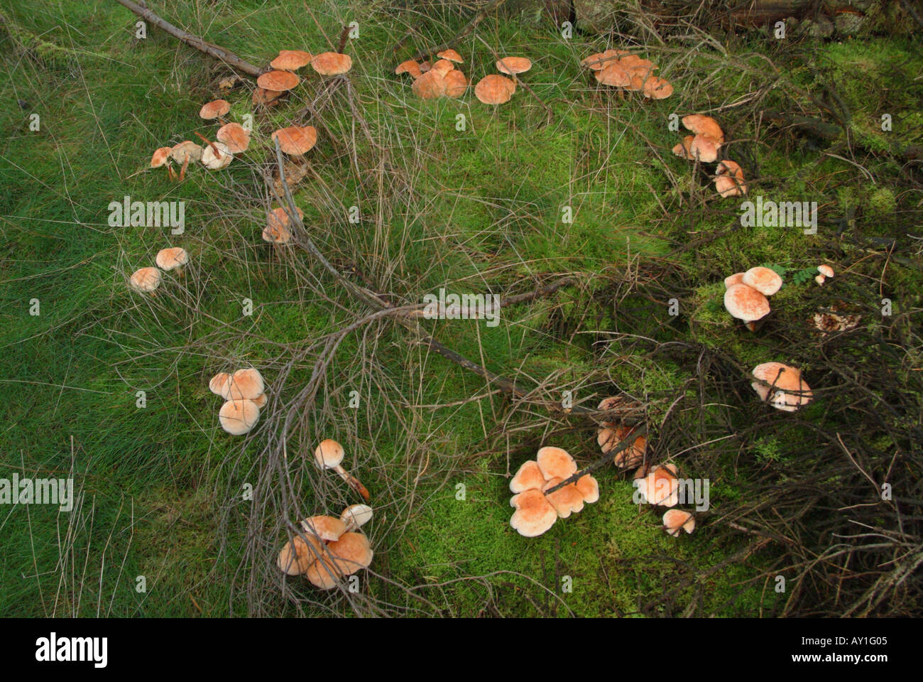 Avvistato Tough-Shank (Collybia maculata) sul suolo della foresta. Foto Stock