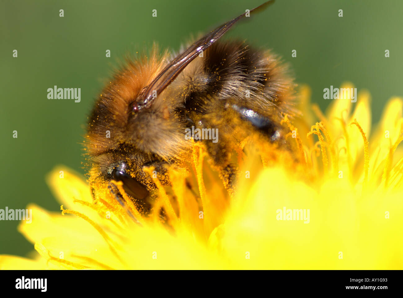 Bumble Bee in giallo millefiori Foto Stock
