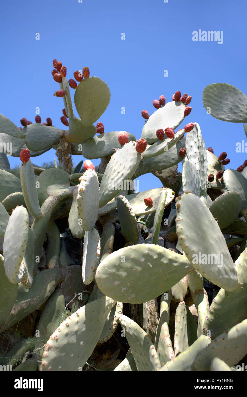 Ficodindia Cactus (l' Opuntia ficus indica ) o Indian fig Opuntia Foto Stock