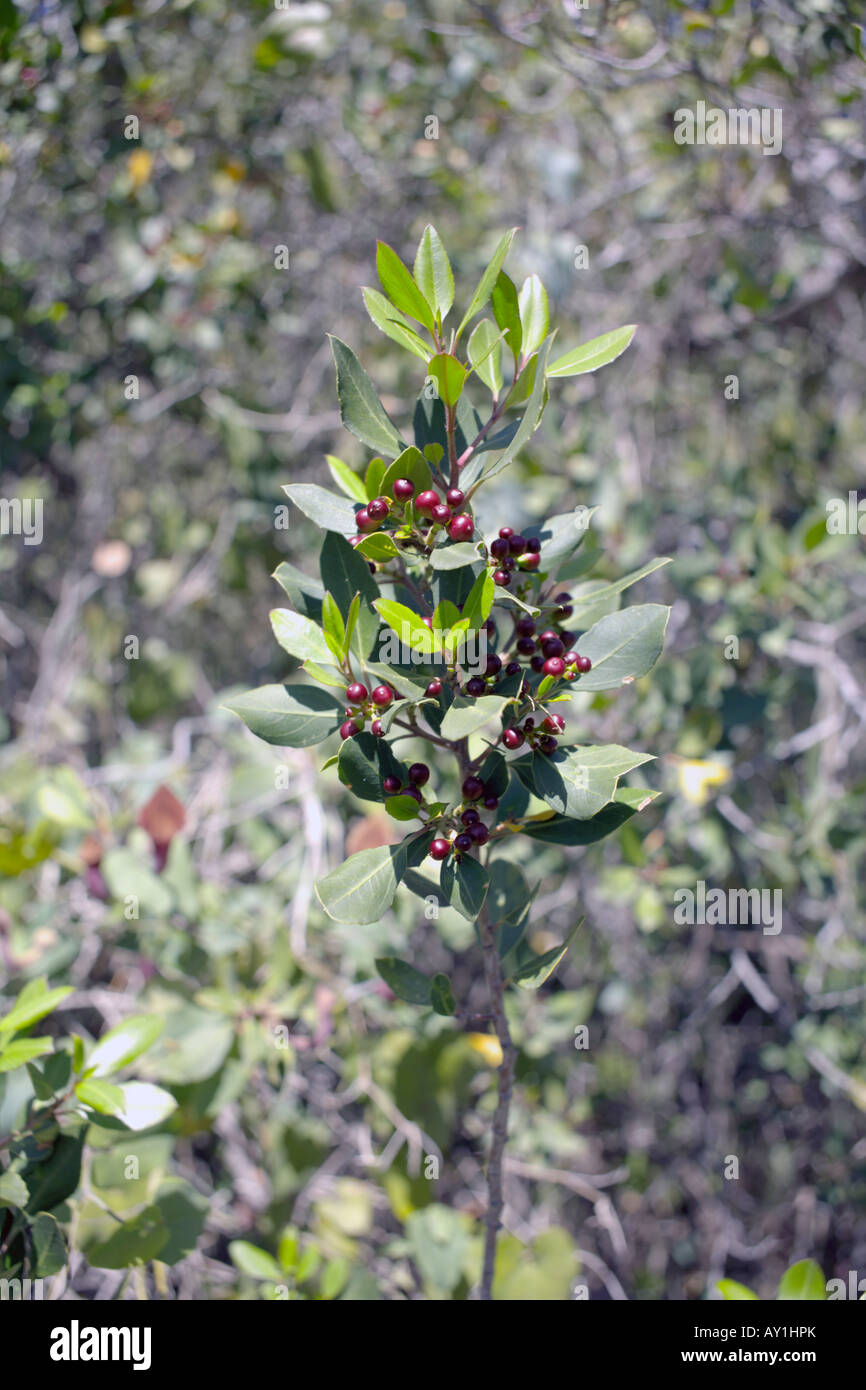 Frangola bacche e foglie nuove ( Rhamnus alaternus L ) nel mese di marzo, la regione mediterranea Foto Stock