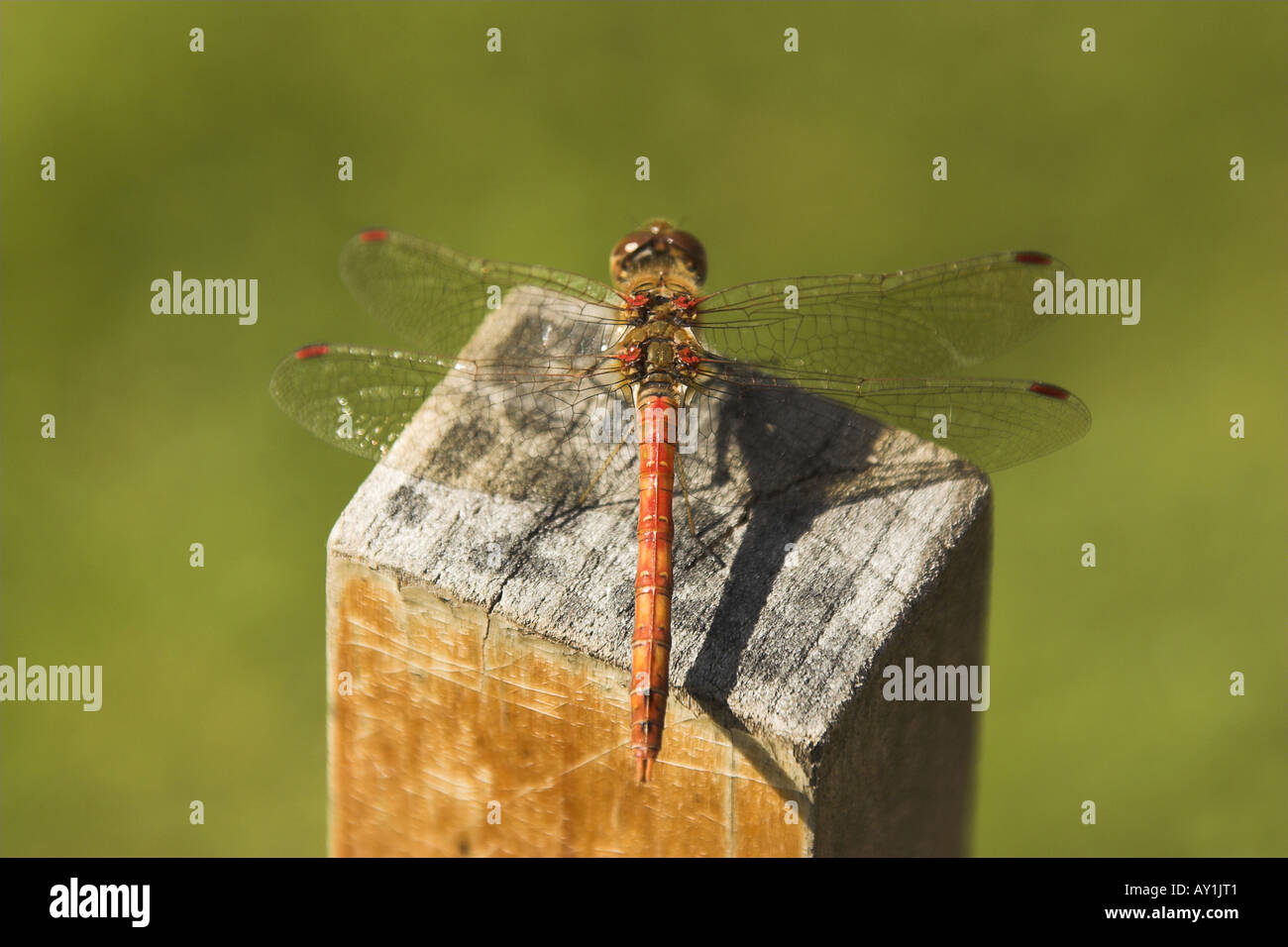 Libellula (Sympetrum striolatum) appollaiato su un palo di legno. Foto Stock