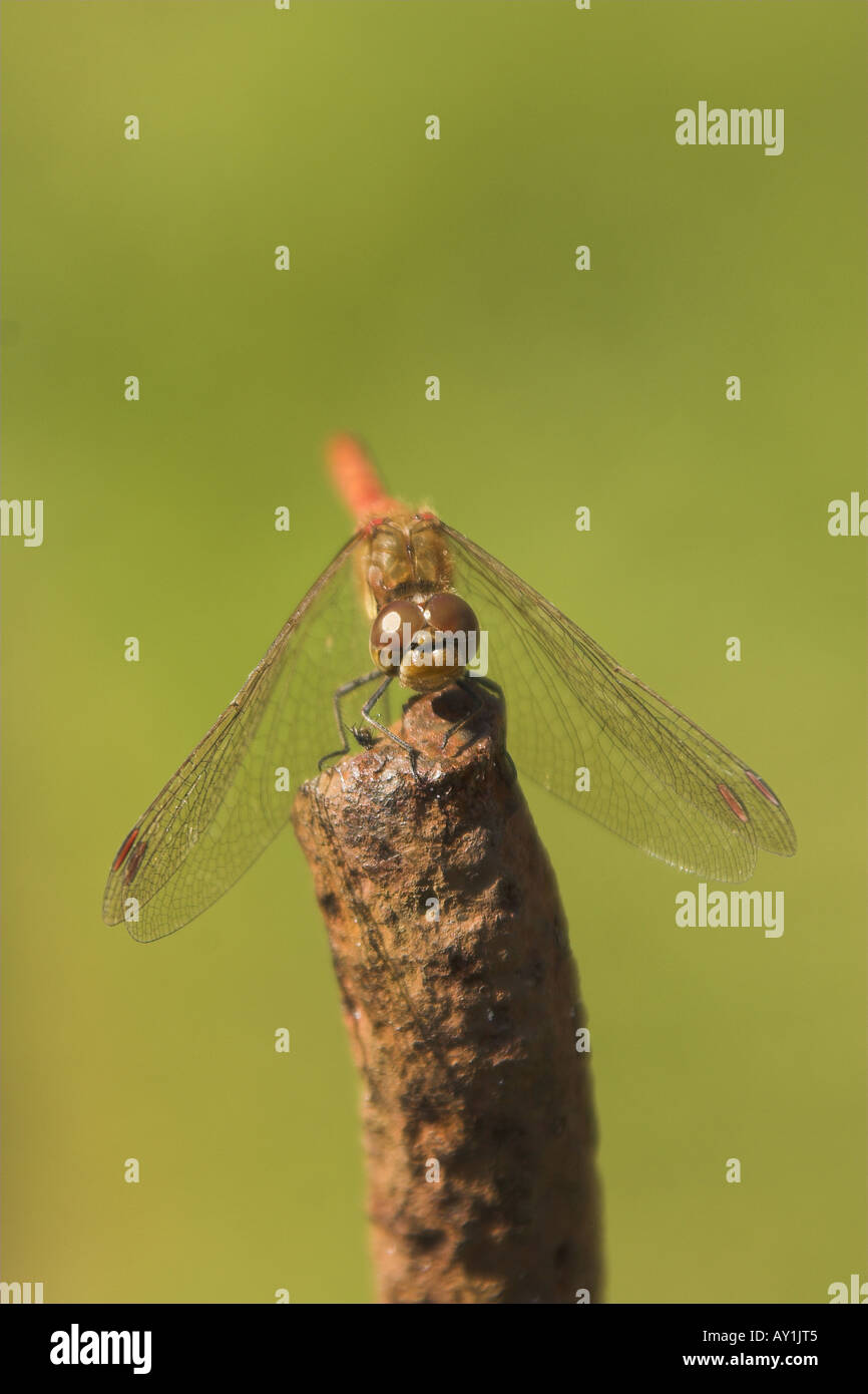 Libellula (Sympetrum striolatum) appollaiato su un montante metallico. Foto Stock