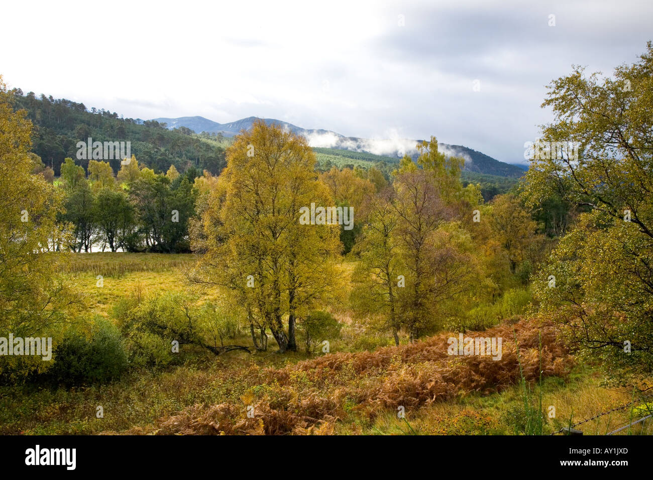 Fiume Dee campi e foreste in autunno. La Scozia, Royal Deeside, Cairngorms National Park, Regno Unito Foto Stock