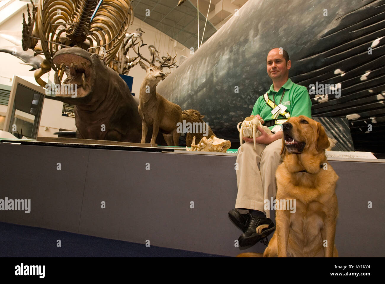 Cieco con il suo cane guida all'interno del Museo di Storia Naturale dove lavora come un volontario, Londra, Regno Unito. Foto Stock