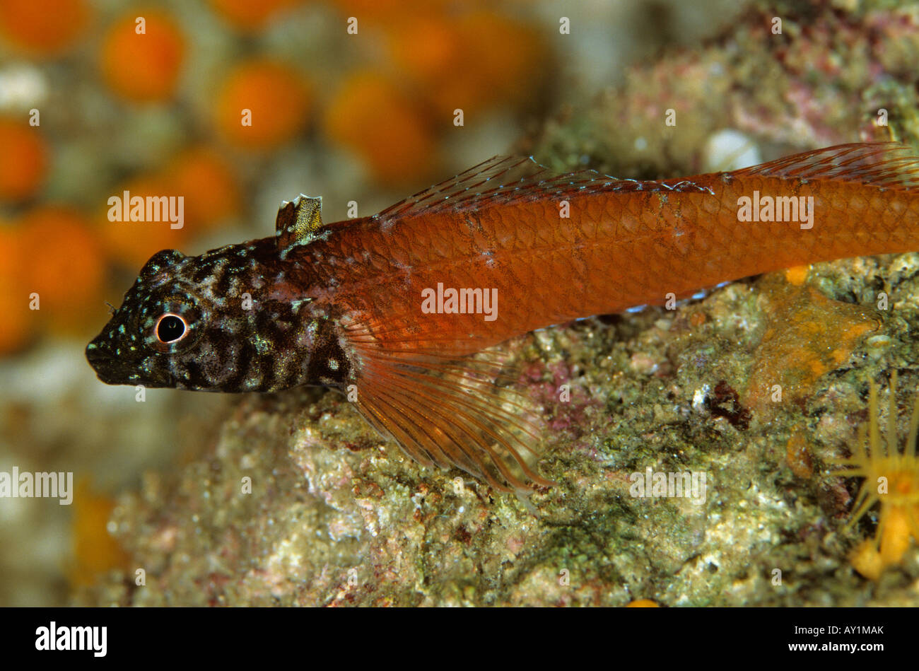 Tripterygion Triplefin melanotus Foto Stock