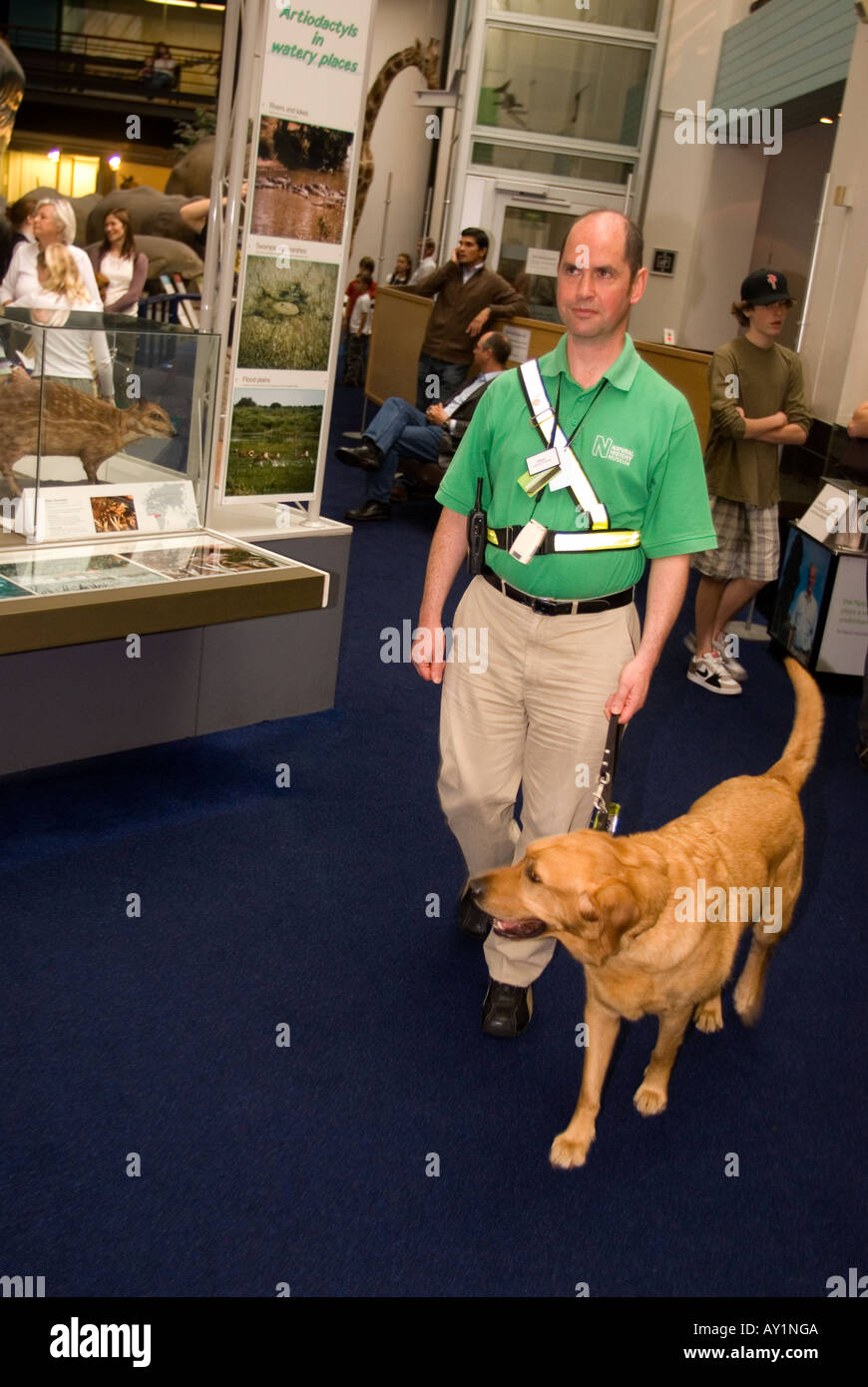 Uomo cieco che cammina attraverso il Museo di Storia Naturale con il suo cane guida dove lavora come volontario, Londra, Regno Unito. Foto Stock