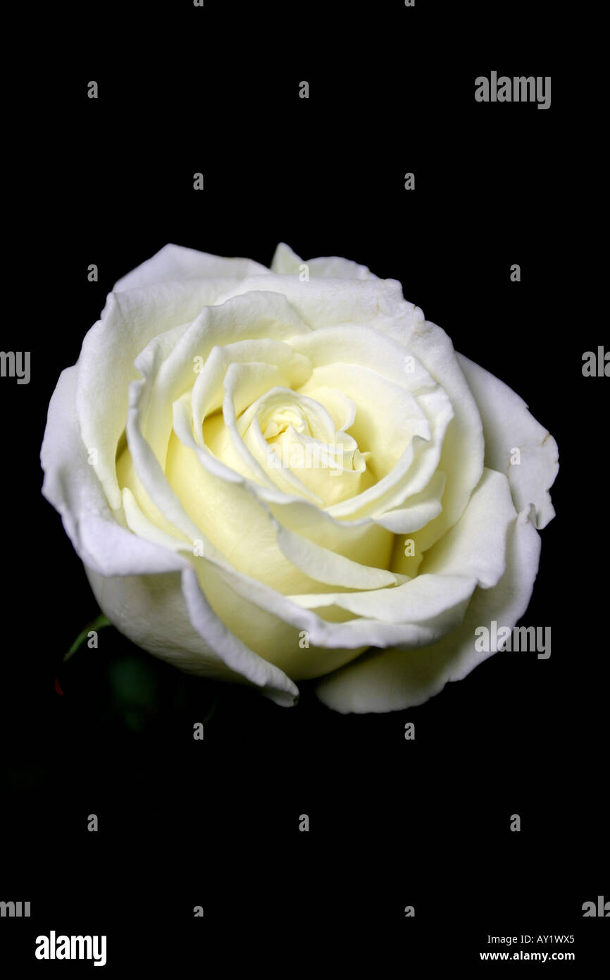 Rosa bianca su nero immagini e fotografie stock ad alta risoluzione - Alamy