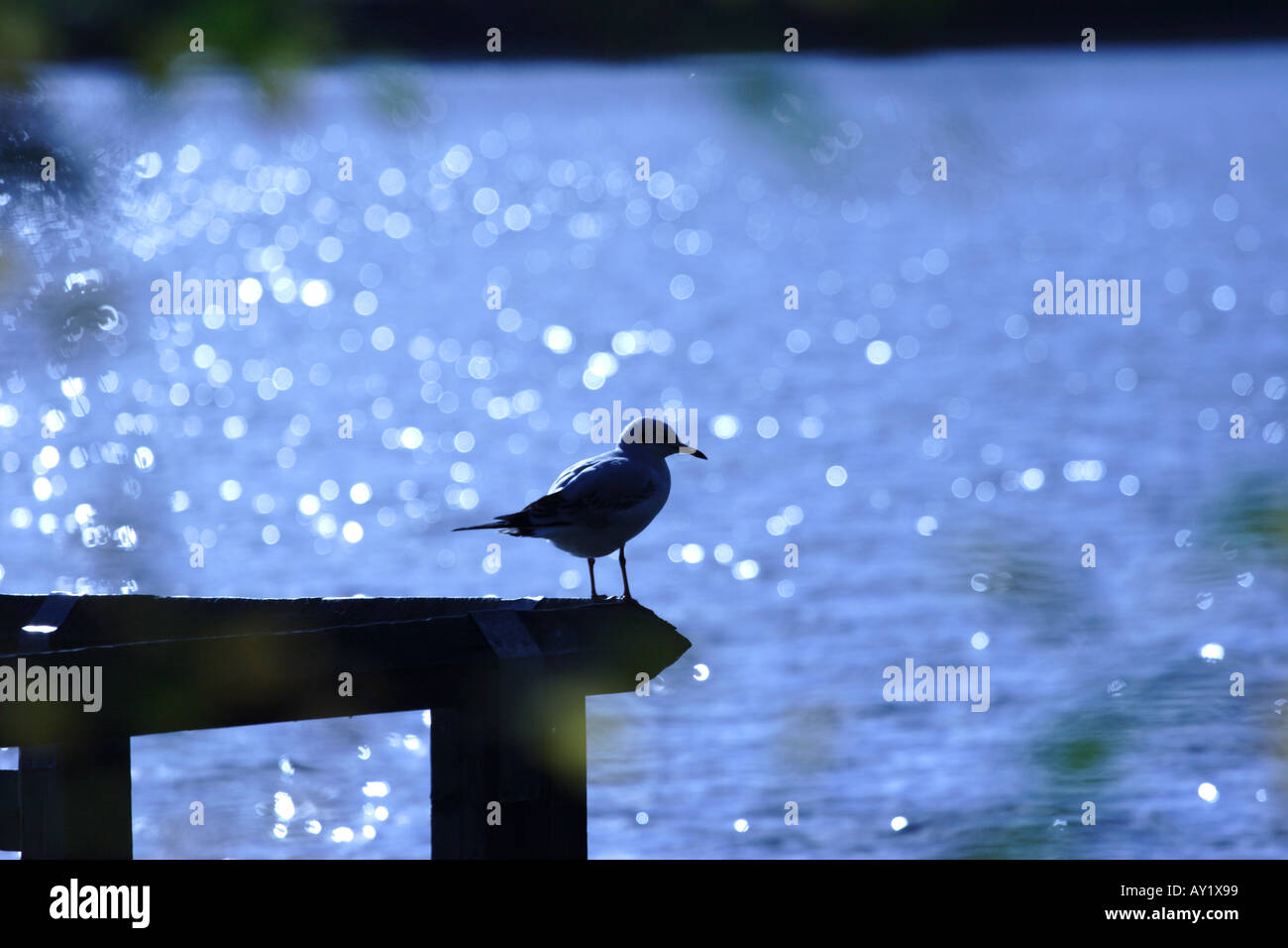 Uccello solitario sul bordo delle acque Foto Stock