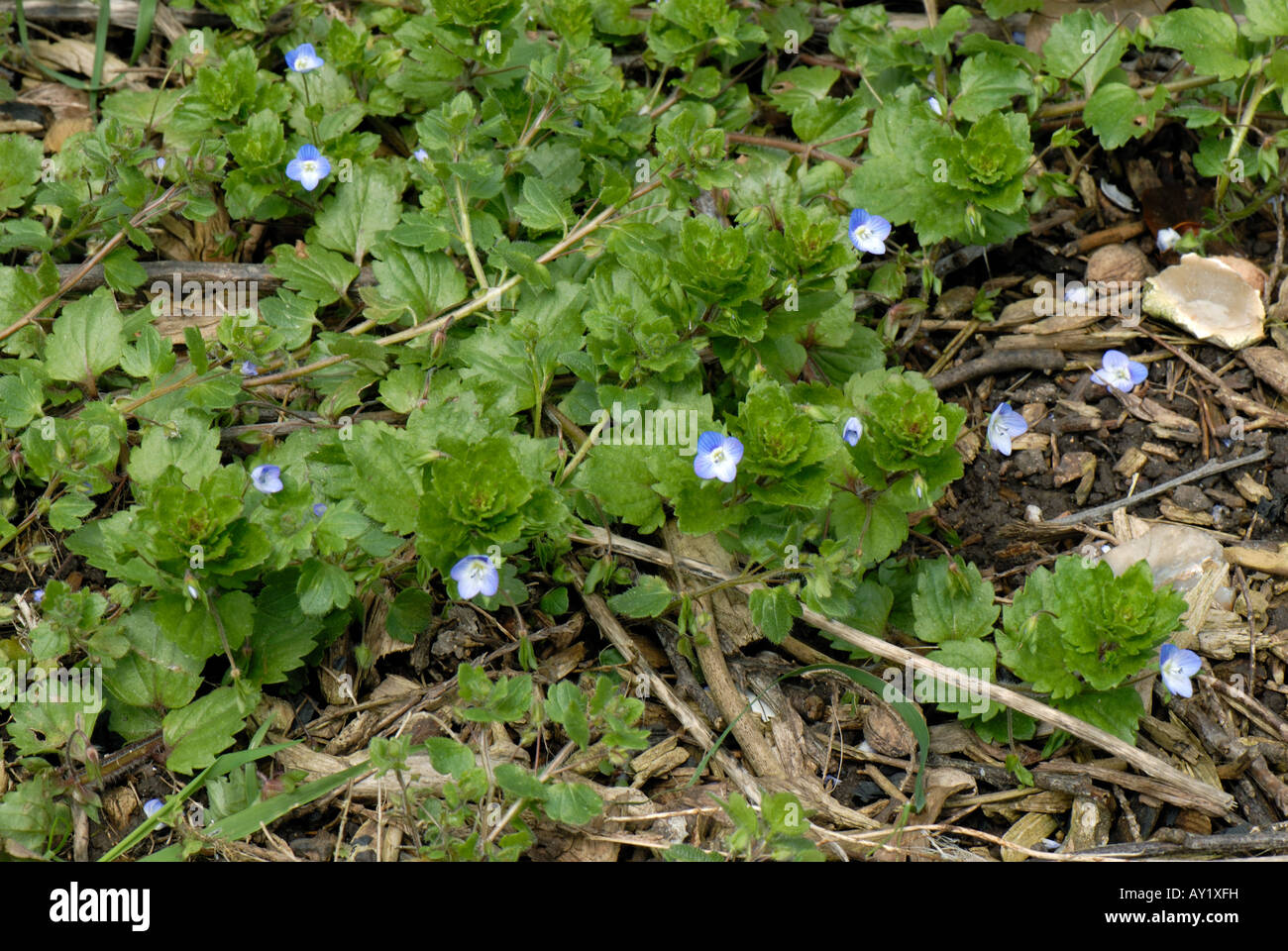 Campo comune speedwell Veronica persica fioritura delle piante Foto Stock