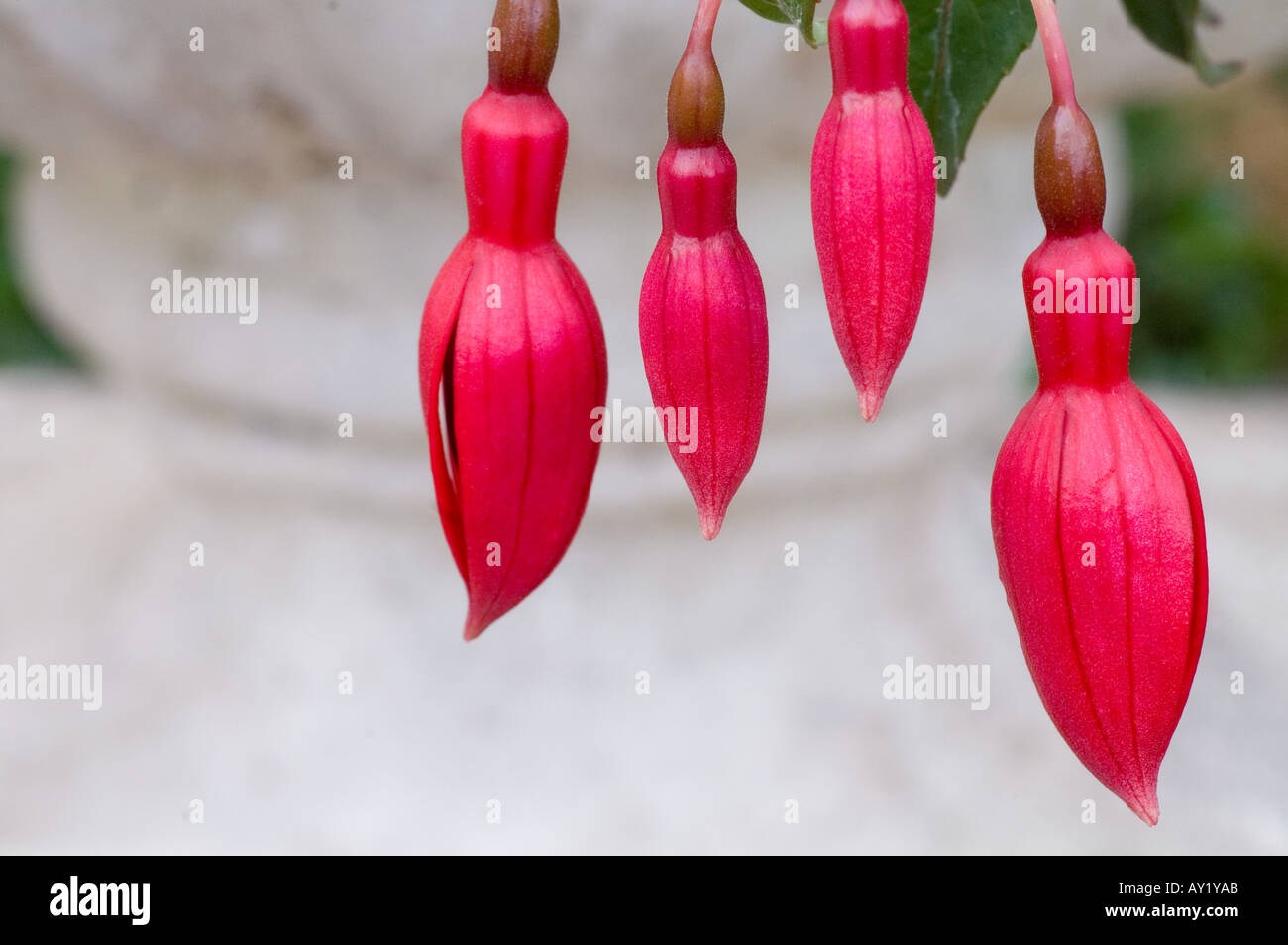 Quattro Red Bell boccioli di fiori Foto Stock