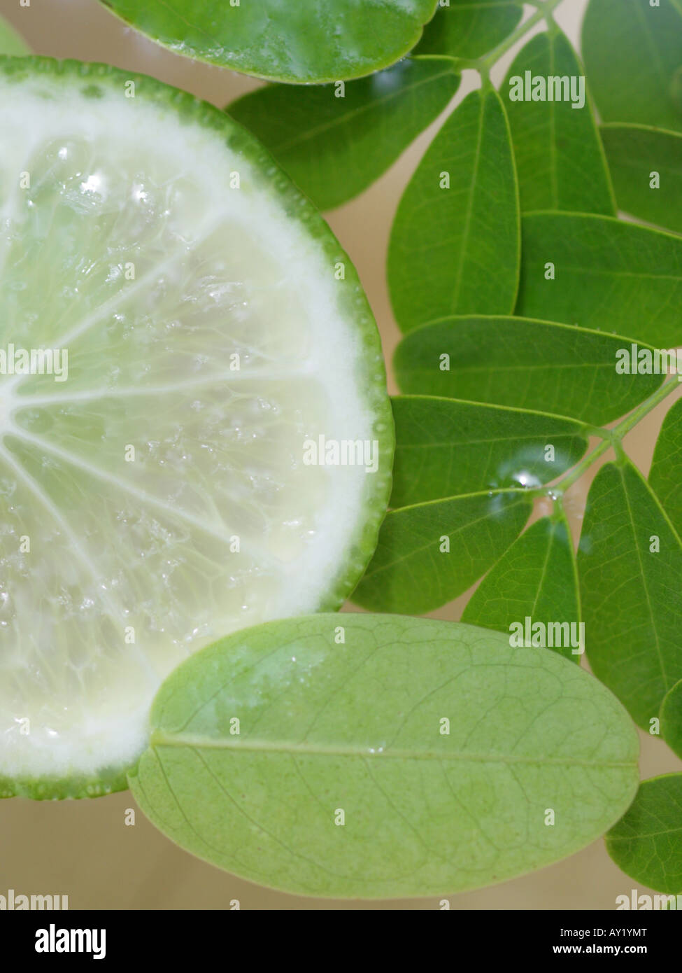 Close-up di foglie e fette di limone Foto Stock