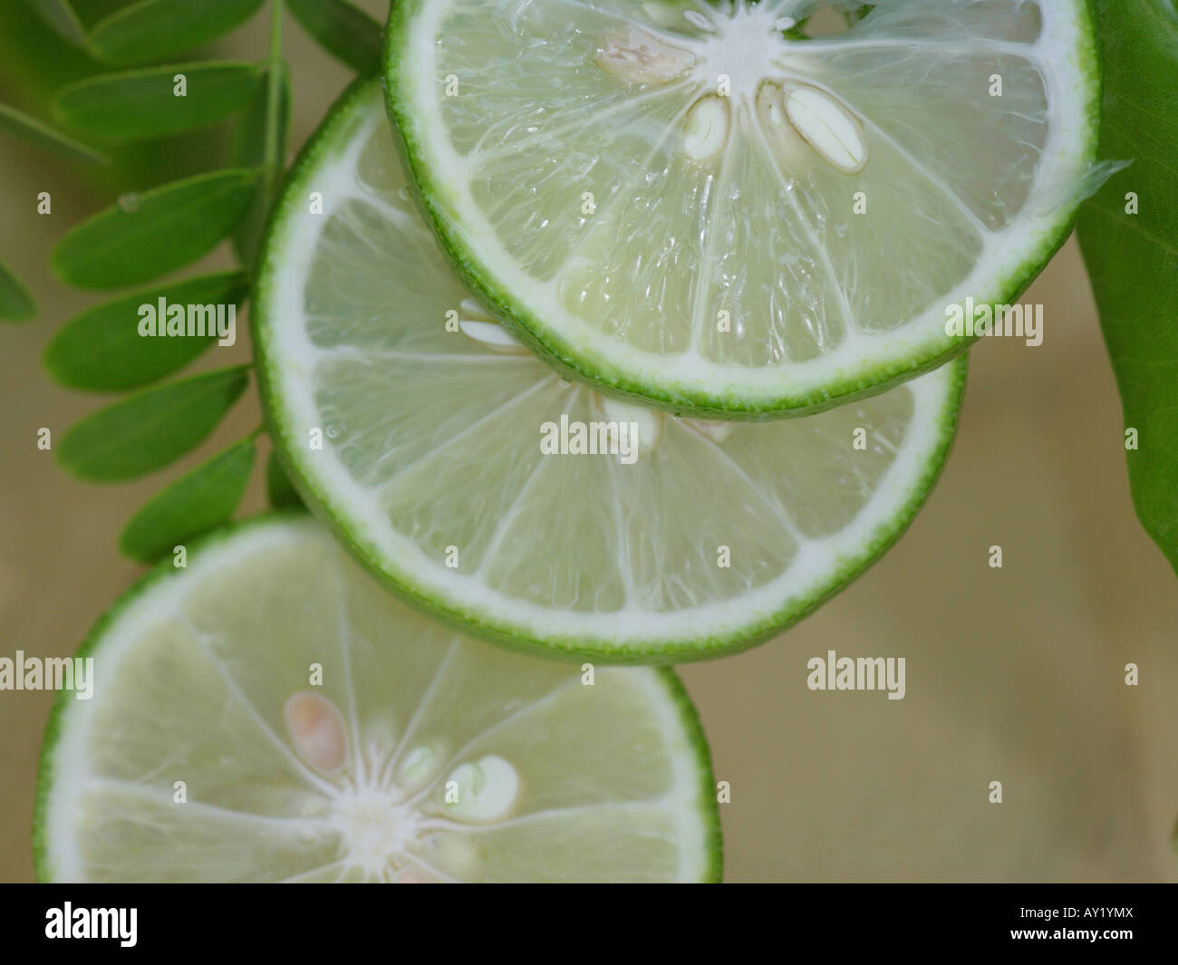 Close-up di foglie e fette di limone Foto Stock