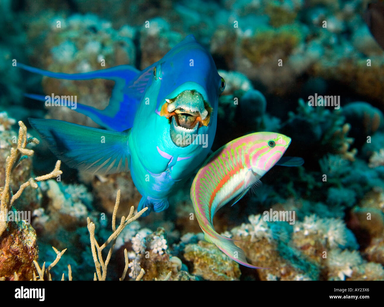 Oceano Indiano Steephead pesci pappagallo pterois volitans con un Klunzinger Wrass Thalassoma rueppellii nel mar Rosso in Egitto Foto di un Foto Stock