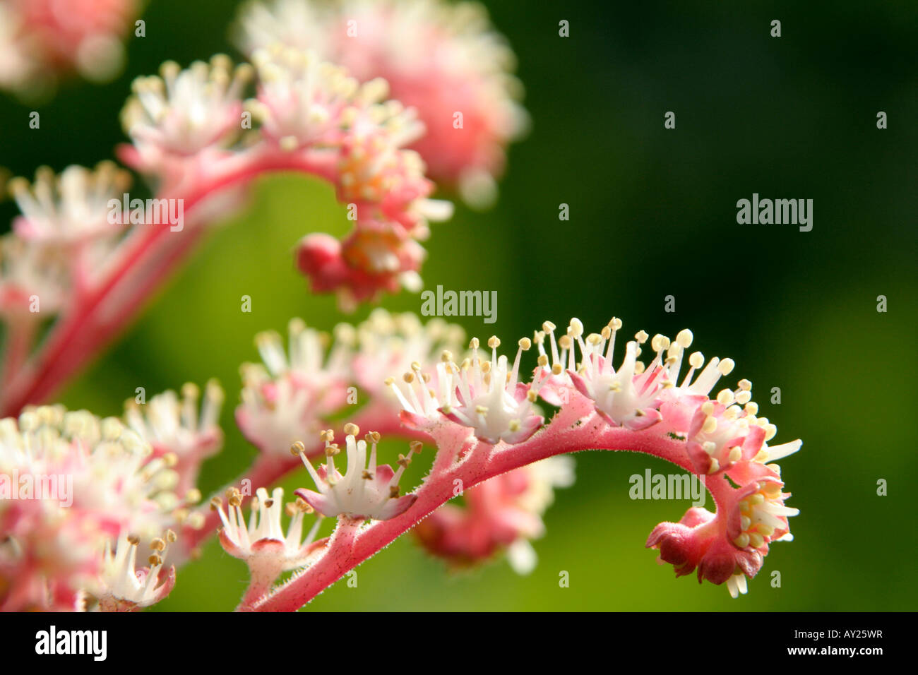 Rodgersia Herkules fiore dettaglio Foto Stock