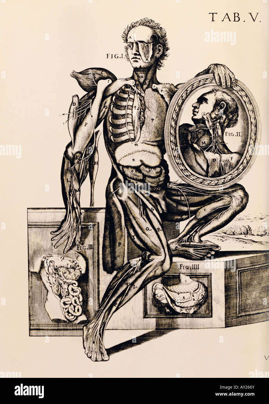 Medicina, anatomia, parzialmente sezionati uomo, incisione su rame, Atlante anatomico da Berrettini, Bologna, circa 1680, artista del diritto d'autore non deve essere cancellata Foto Stock