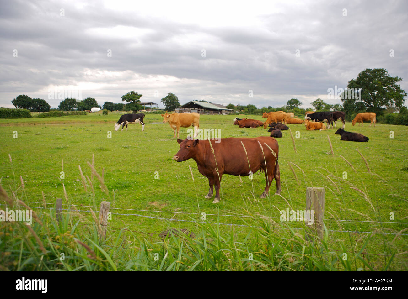 Le mucche in un campo. Foto Stock