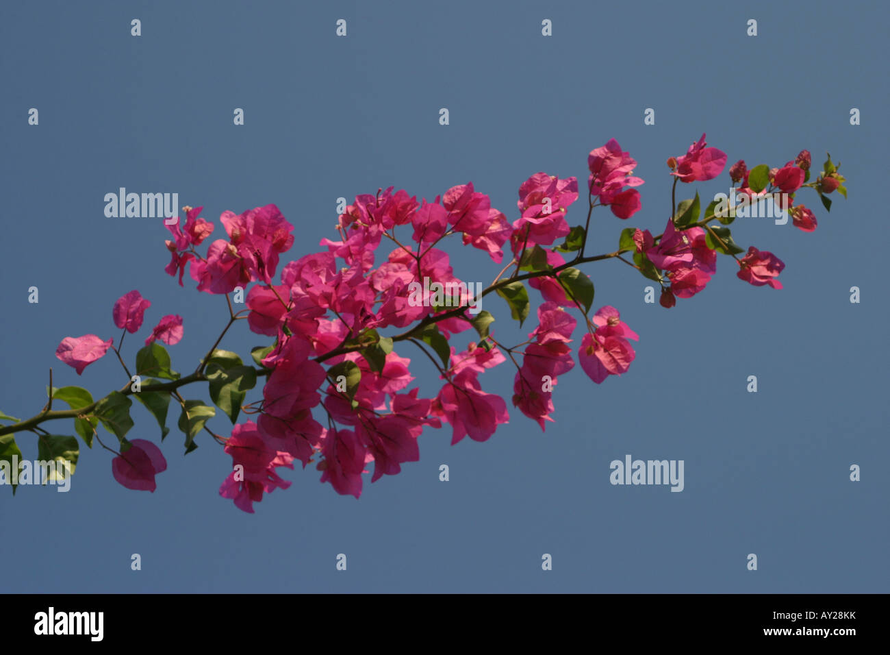 Rosa bouganvilia contro un cielo blu Foto Stock