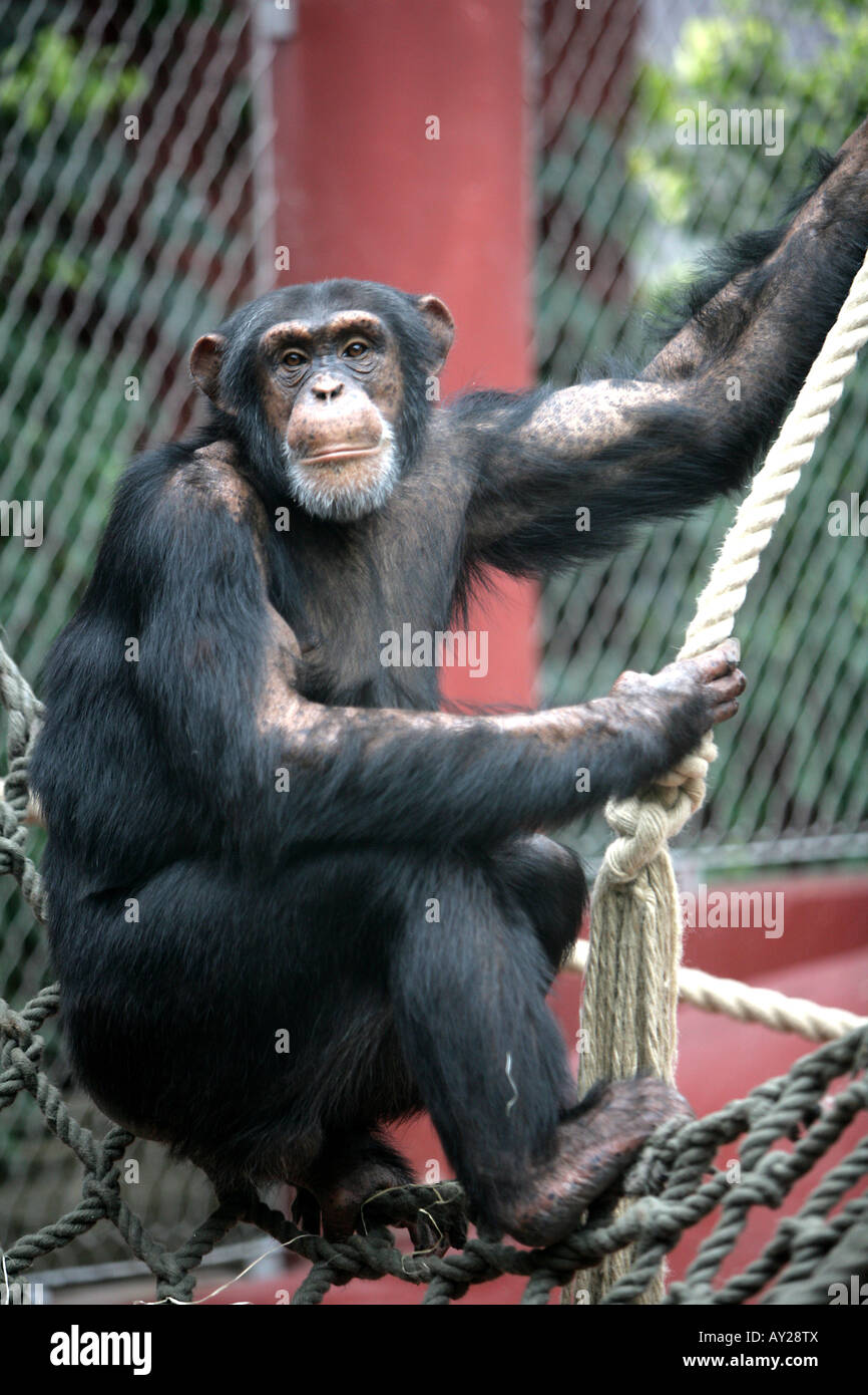 DEU Germania Gelsenkirchen Erlebniswelt ZOOM moderno zoo con enorme spazio senza barre Africa habitat di uno scimpanzé Foto Stock