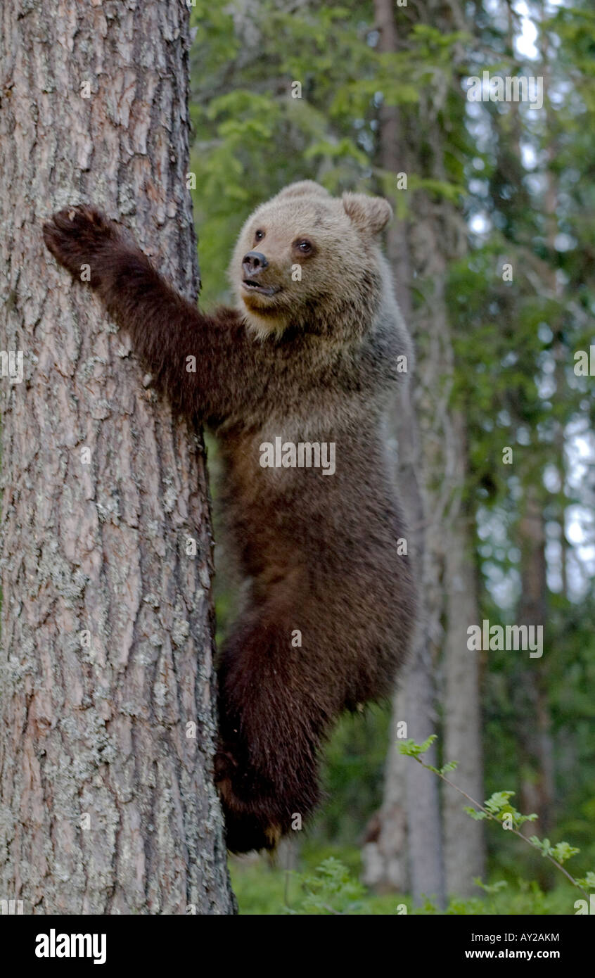 Brown Bear Cub rampicante Foto Stock