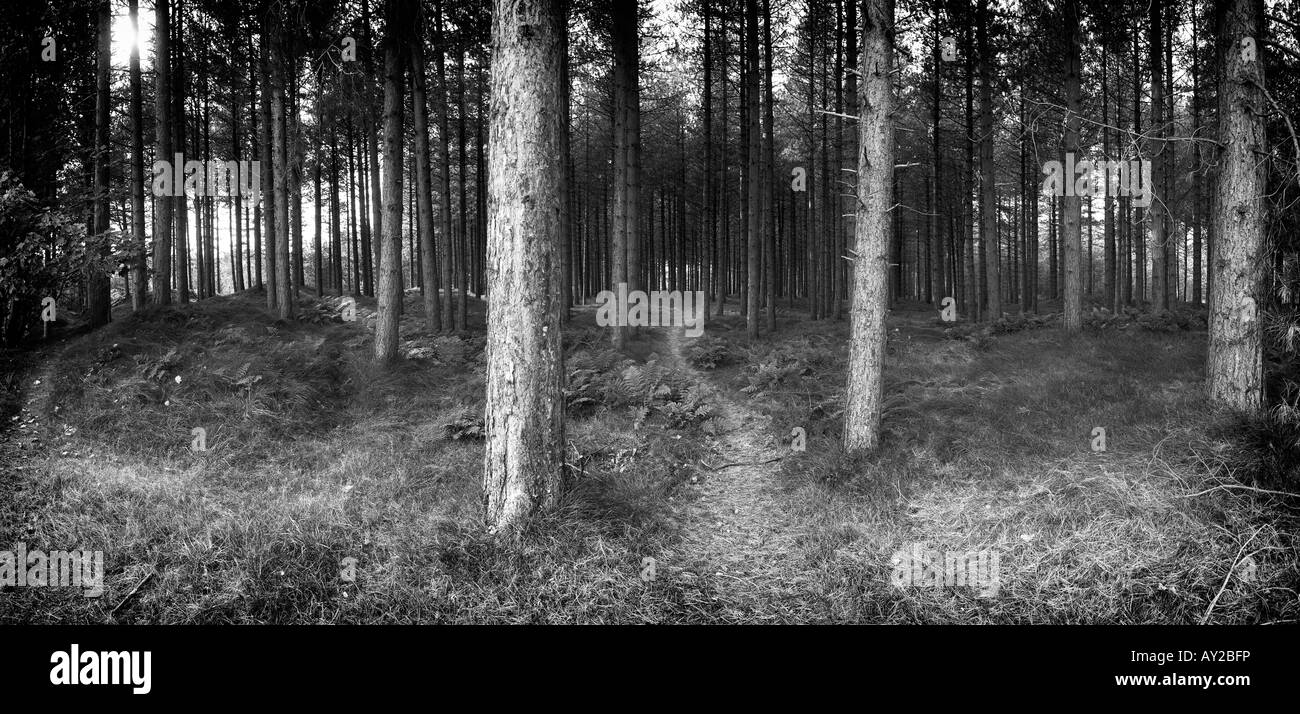 Immagine in bianco e nero di boschi di pino Foto Stock