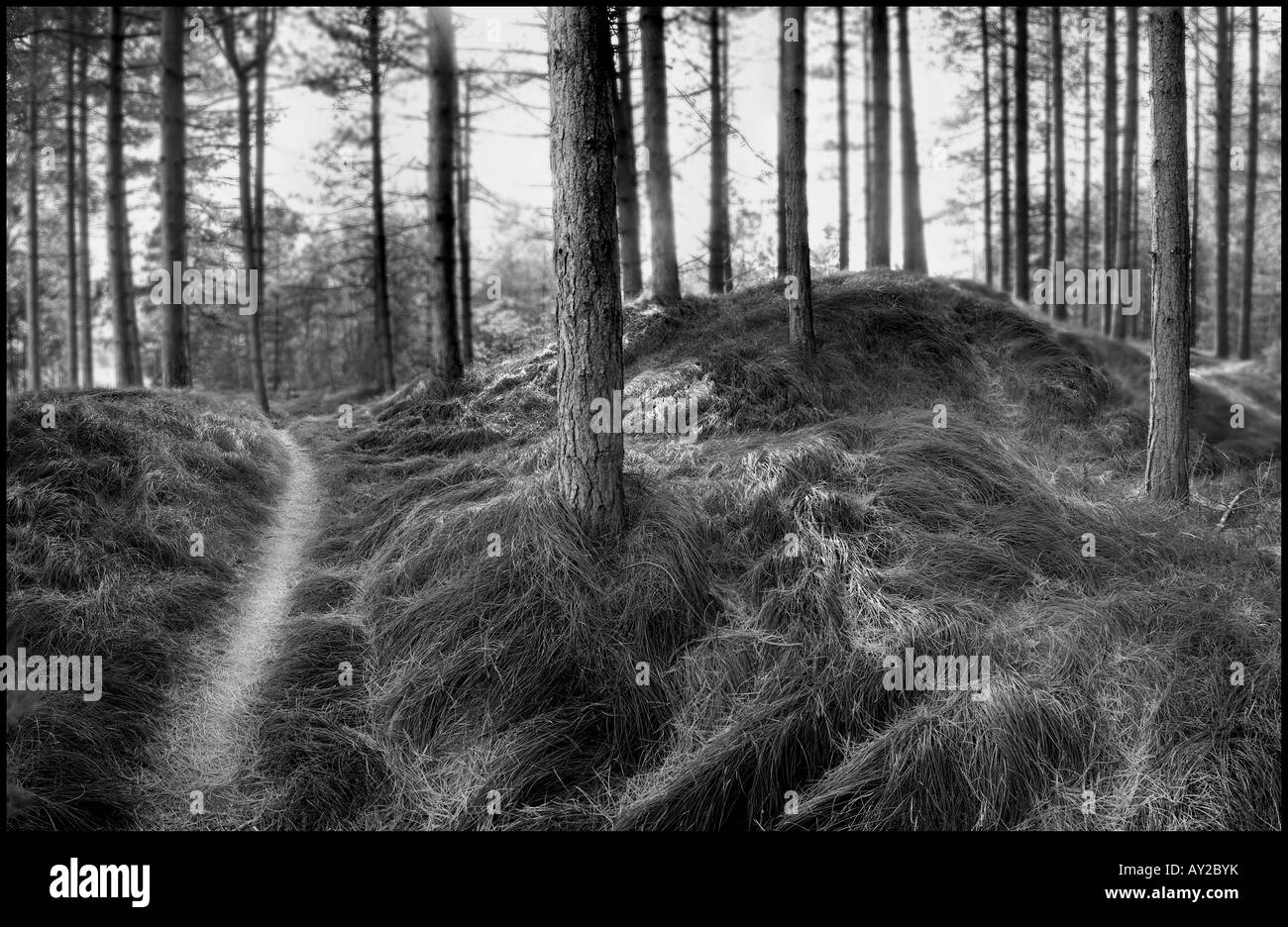 Immagine in bianco e nero di percorso attraverso boschi di pino Foto Stock