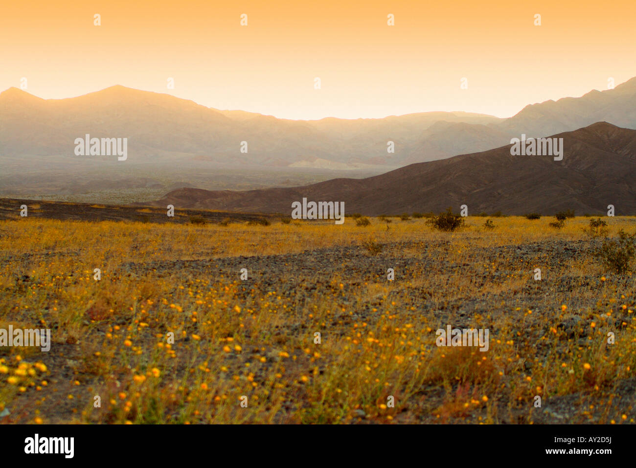 Fiori selvaggi che fiorisce in primavera a Death Valley, California, Stati Uniti d'America Foto Stock