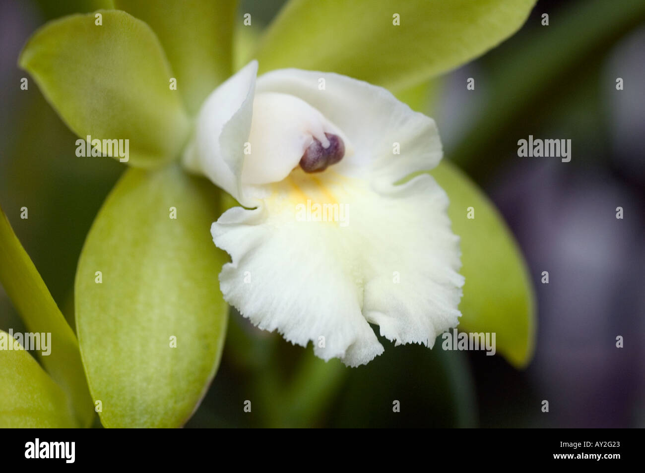 Una giungla orchid con centro bianco e petali di colore verde Foto Stock