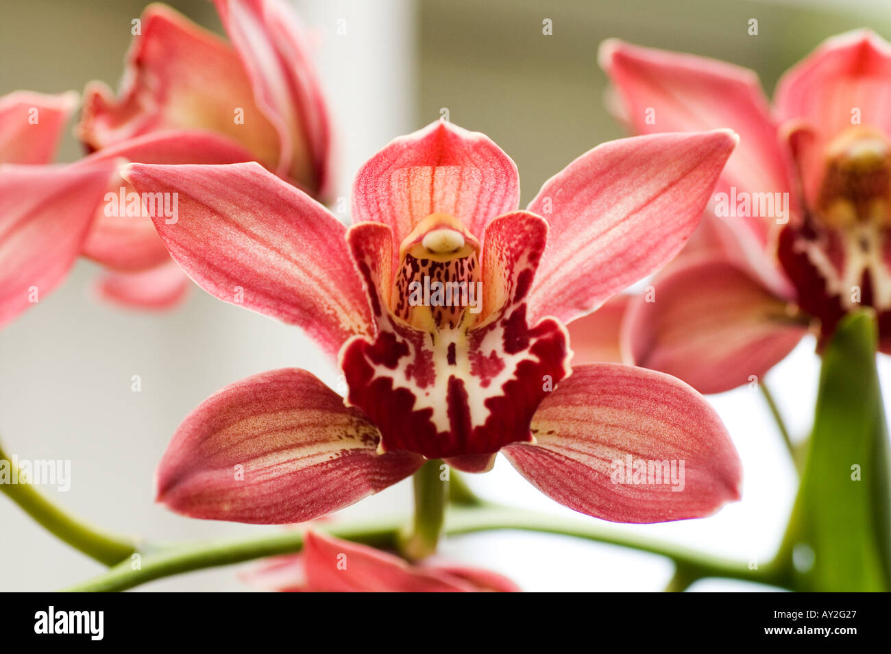 Una giungla orchid con petali di colore rosso Foto Stock