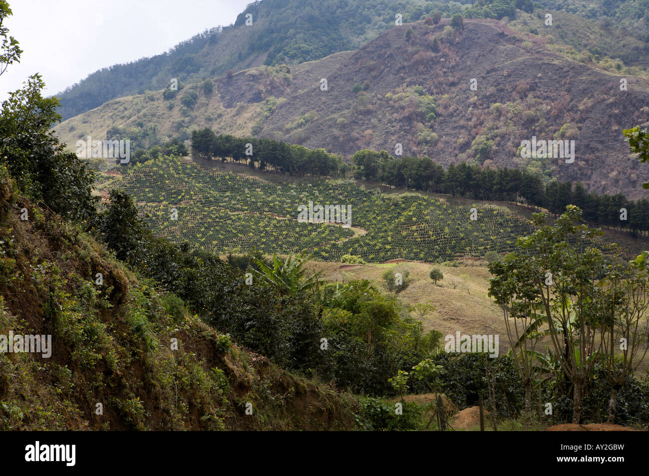 Paesaggio di una piantagione di caffè in Santa Maria de dota Foto Stock