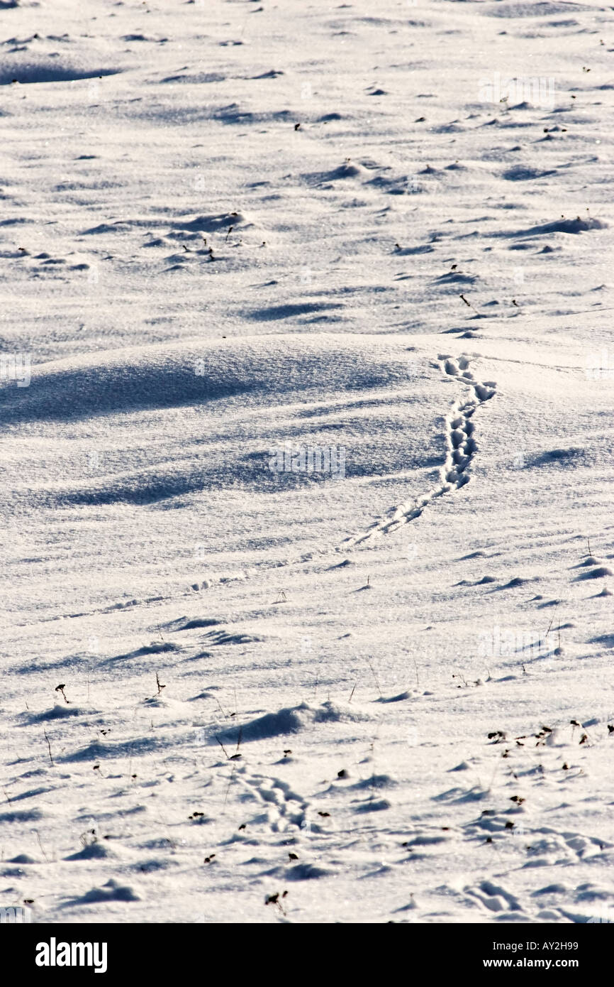 Panorarama paesaggio paesaggio di montagna con la neve e le tracce di una volpe rossa nella neve Foto Stock