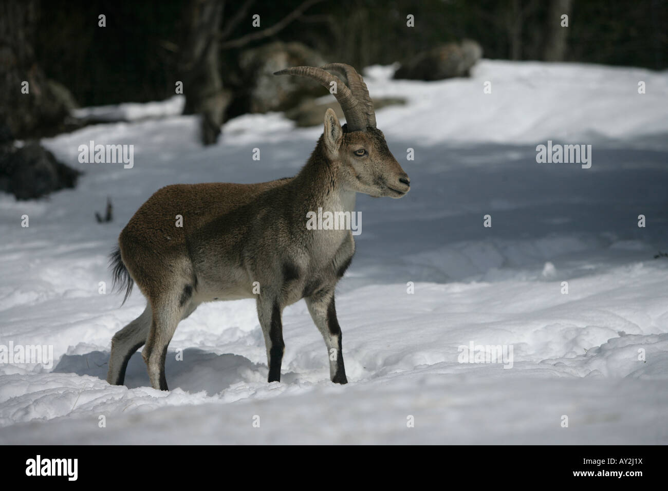 Spagnolo o Iberian ibex Capra pyrenaica Spagna inverno Foto Stock