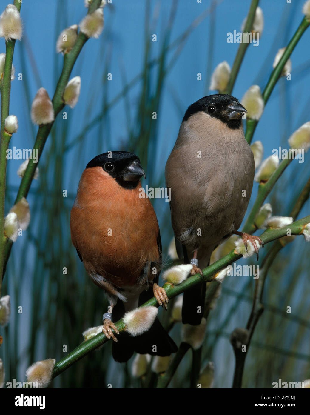 Bull Finch due fringuelli Foto Stock