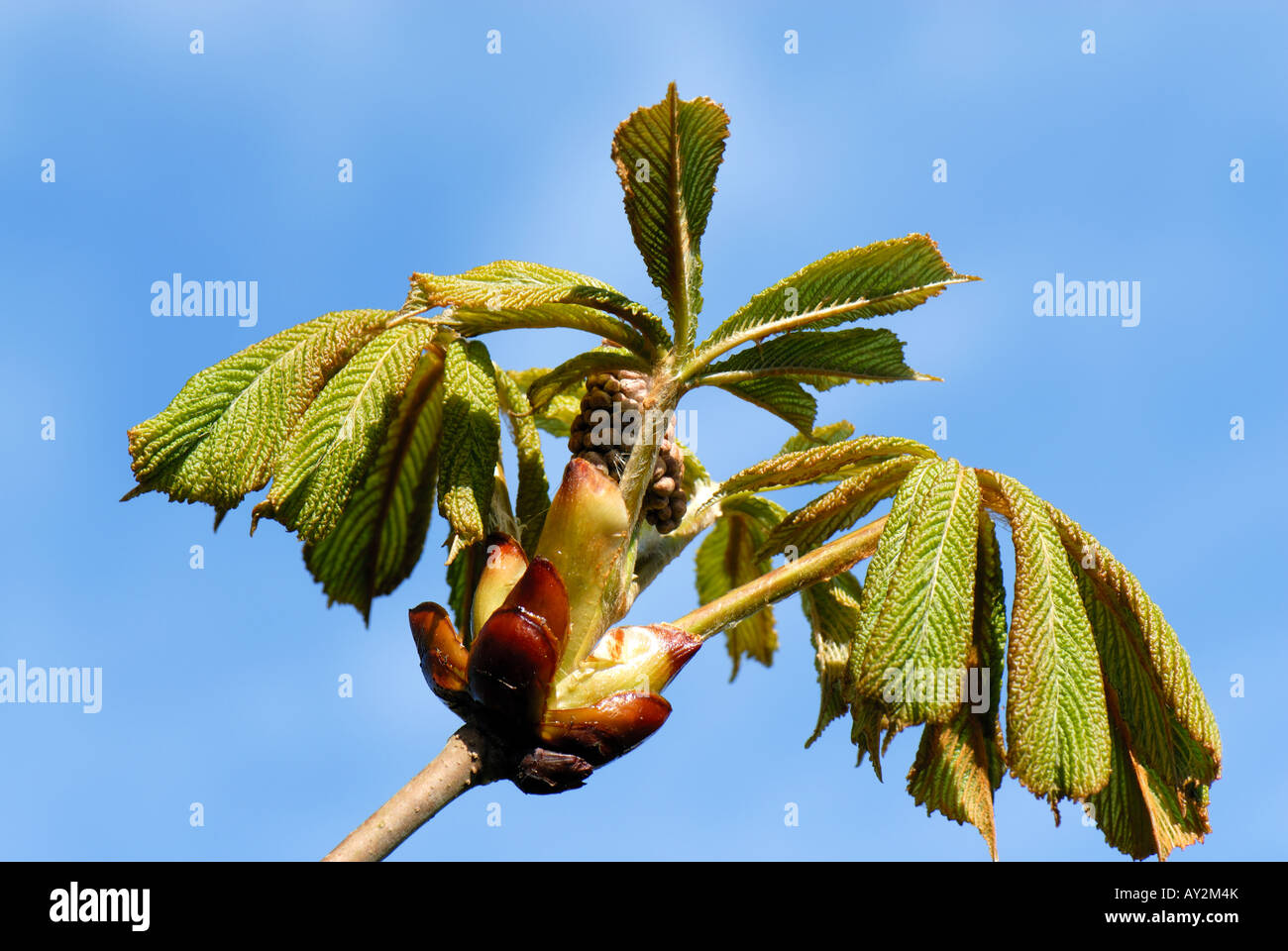Ippocastano Aesculus hippocastanum foglie giovani e serrati fiore nascere contro una molla blu cielo Foto Stock