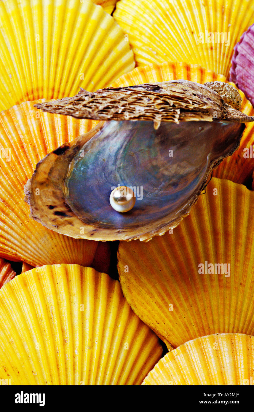 Pearl in aprire il guscio di ostrica sul letto di giallo mare gusci Foto Stock
