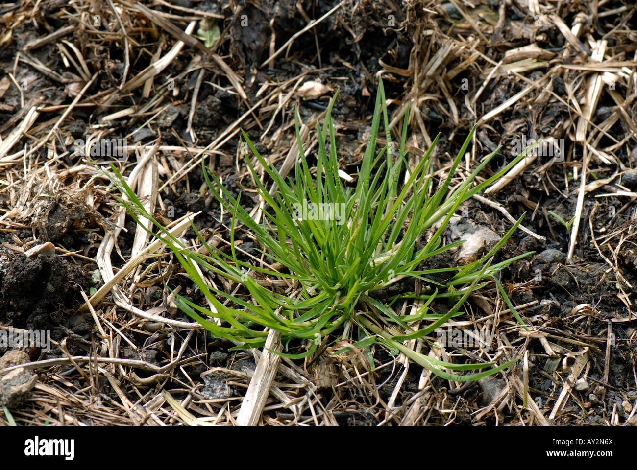 Annuale di erba di prato Poa annua impianto appena iniziando a fiore Foto Stock