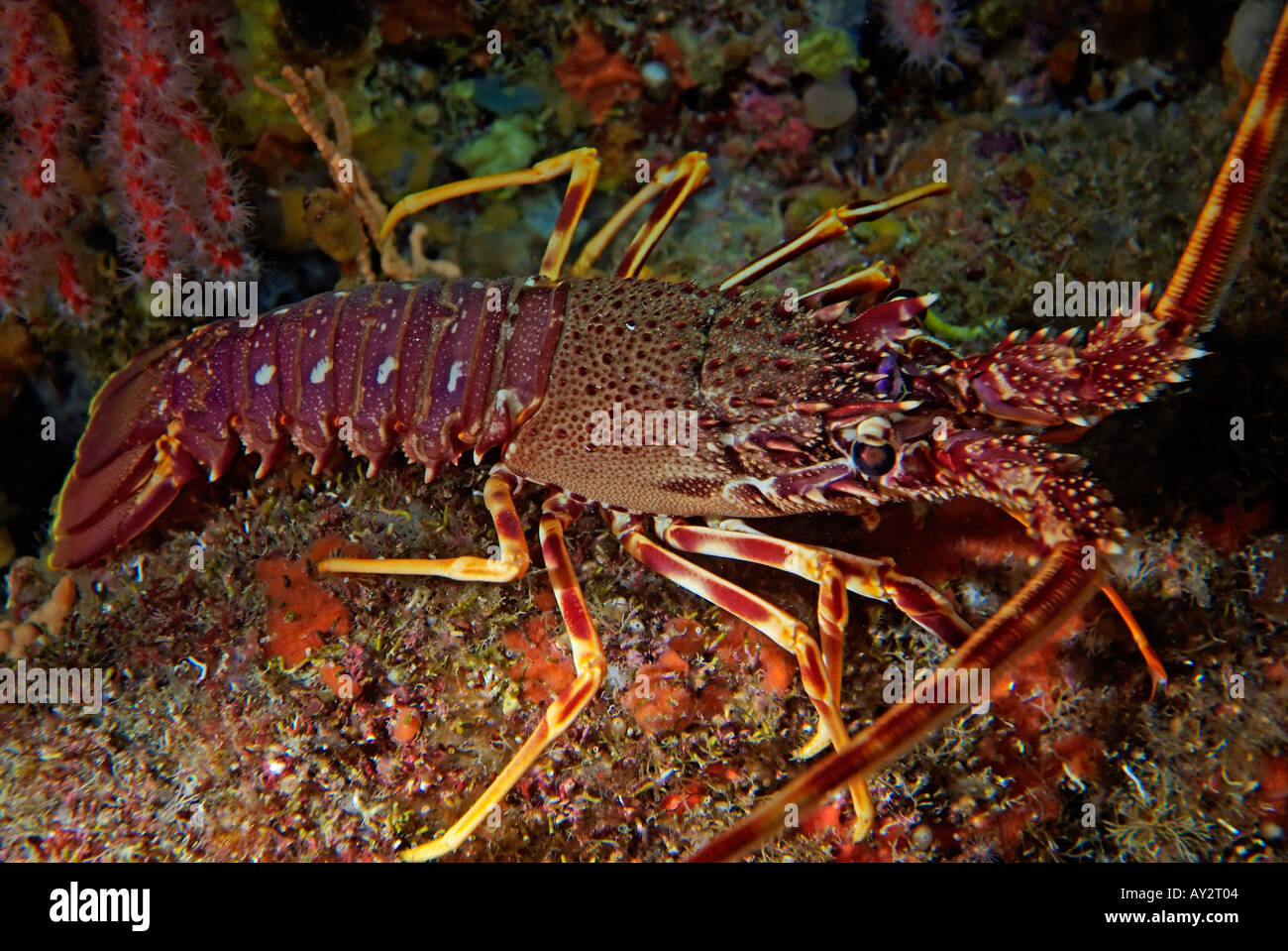 Aragosta - Panulirus elephas - ricerca di cibo durante la notte sul pavimento dell'oceano. Foto Stock