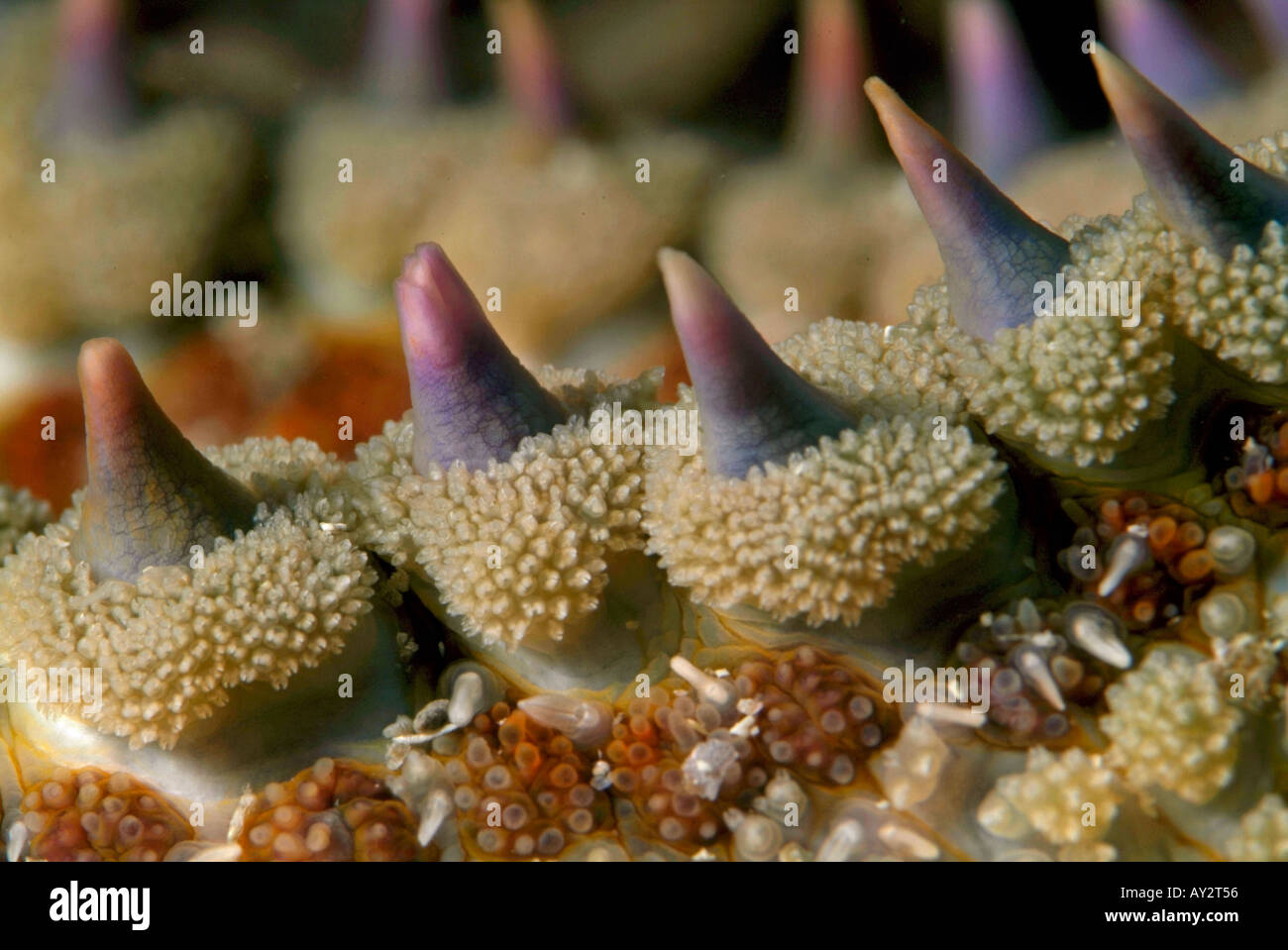 Tacchetti sulla gamba di una stella spinosa (Marthasterias glacialis). Foto Stock