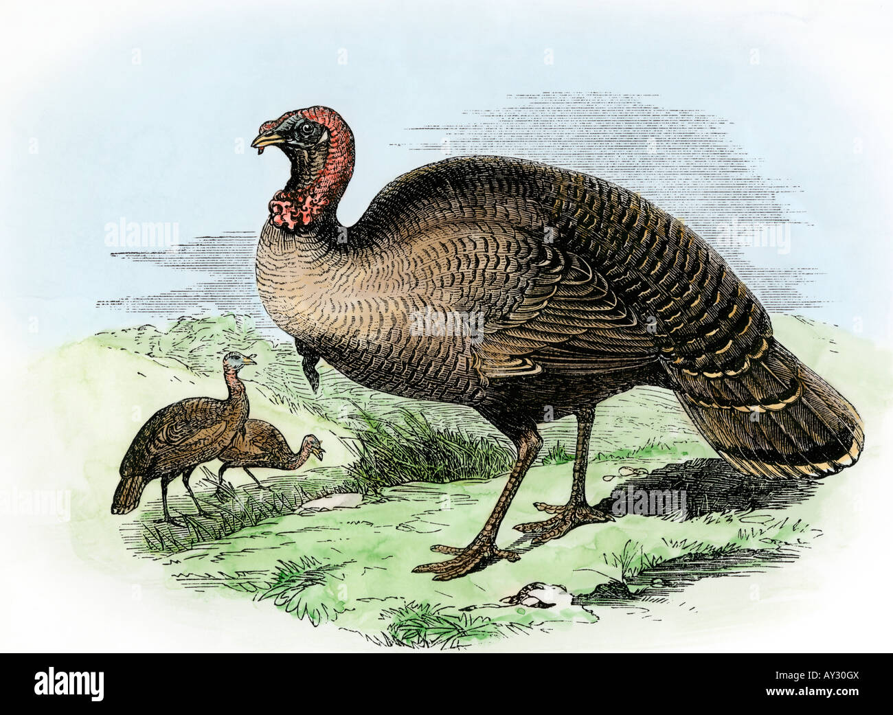 Il tacchino selvatico dell'America. Colorate a mano la xilografia Foto Stock
