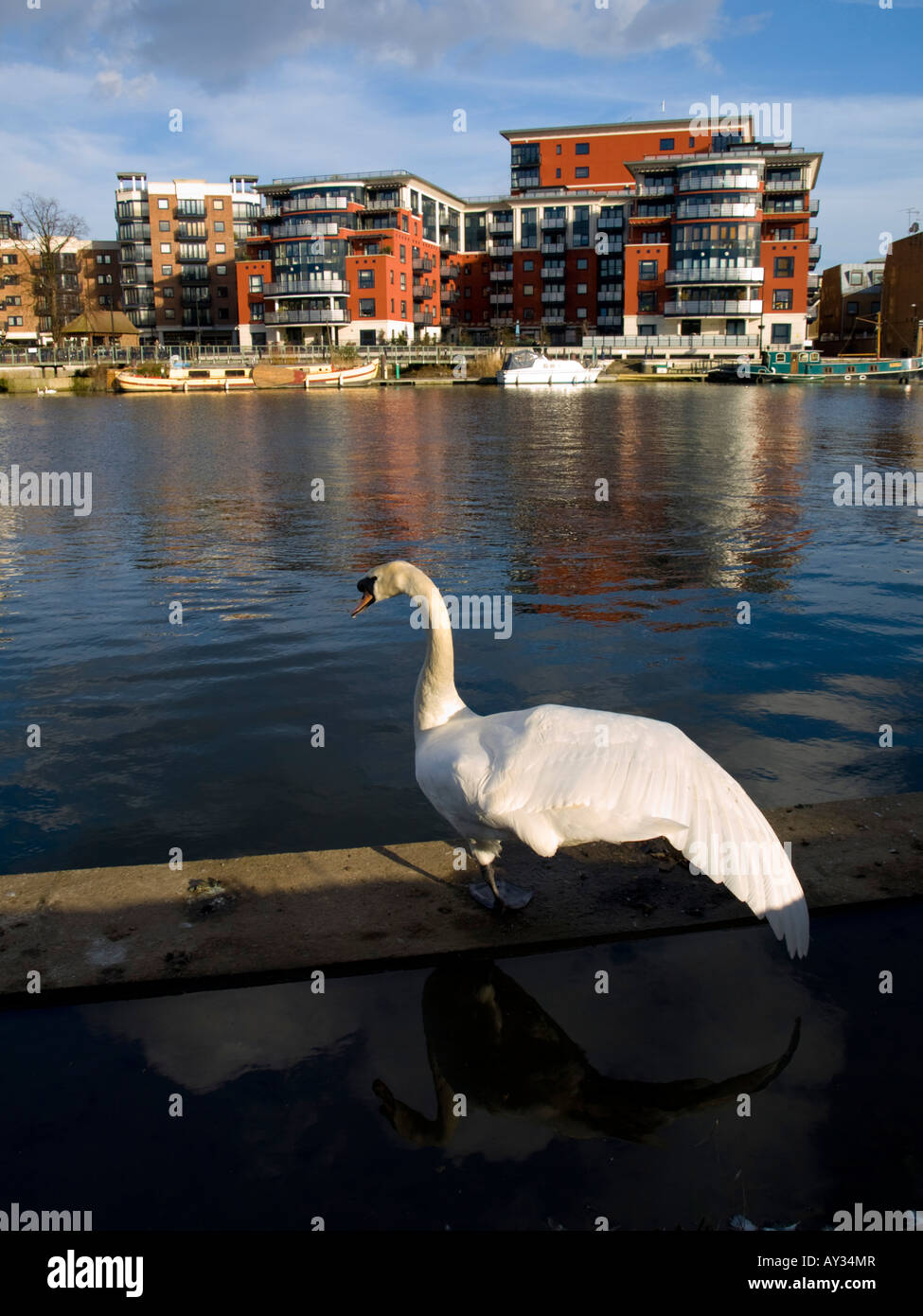 Regno Unito Inghilterra Londra Surrey Kingston upon Thames riverside Foto Stock