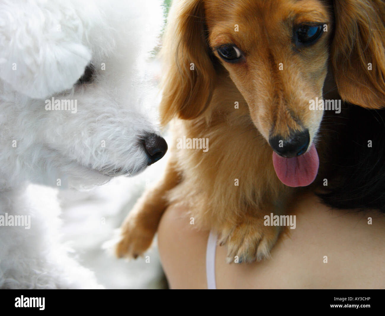 Close-up di un bassotto e un Bichon Frise Foto Stock