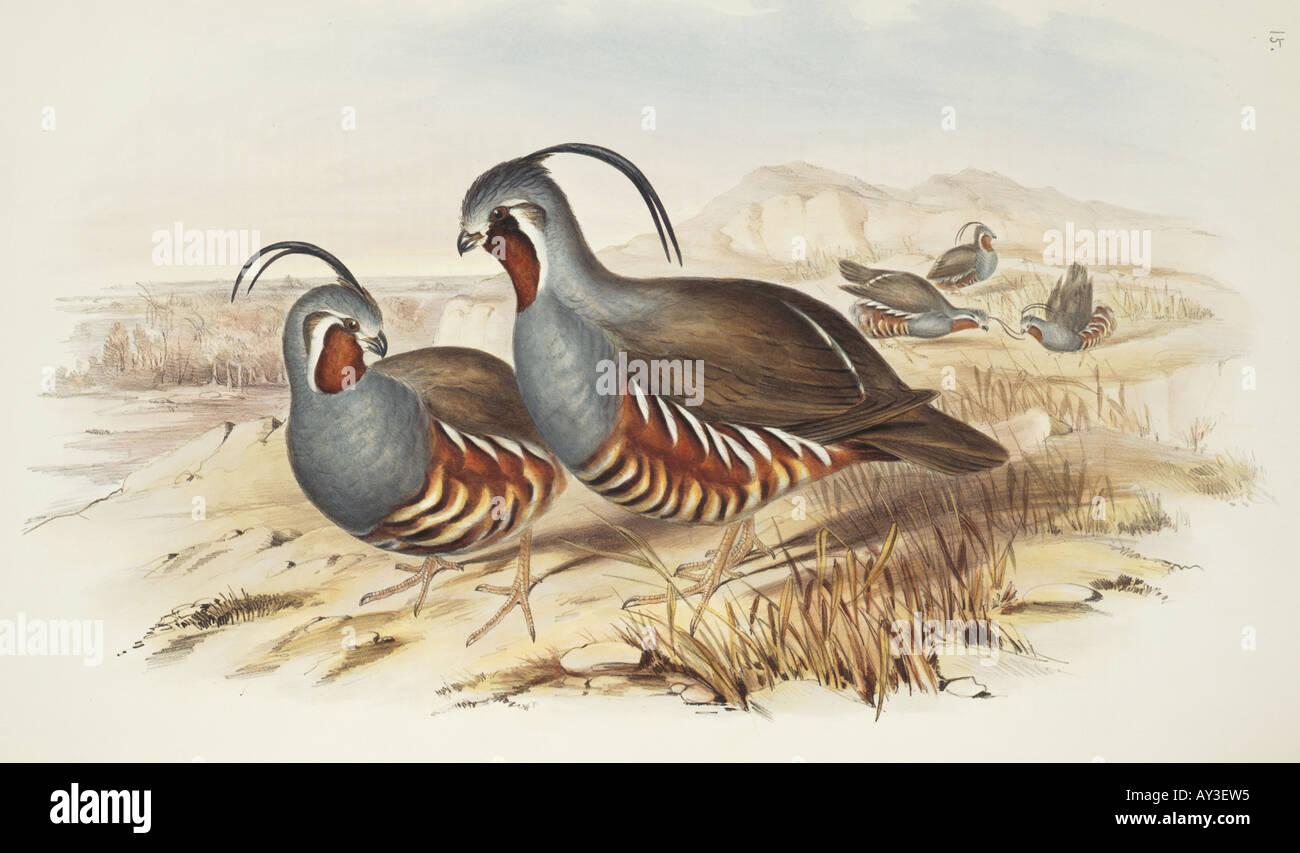 Oreortyx pictus mountain quaglia Foto Stock