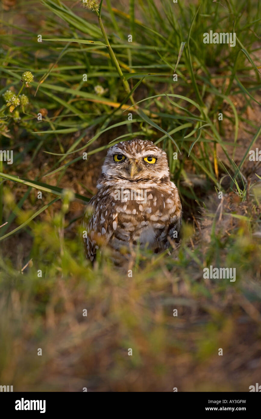 Scavando Owl Athene cunicularia Florida USA Foto Stock